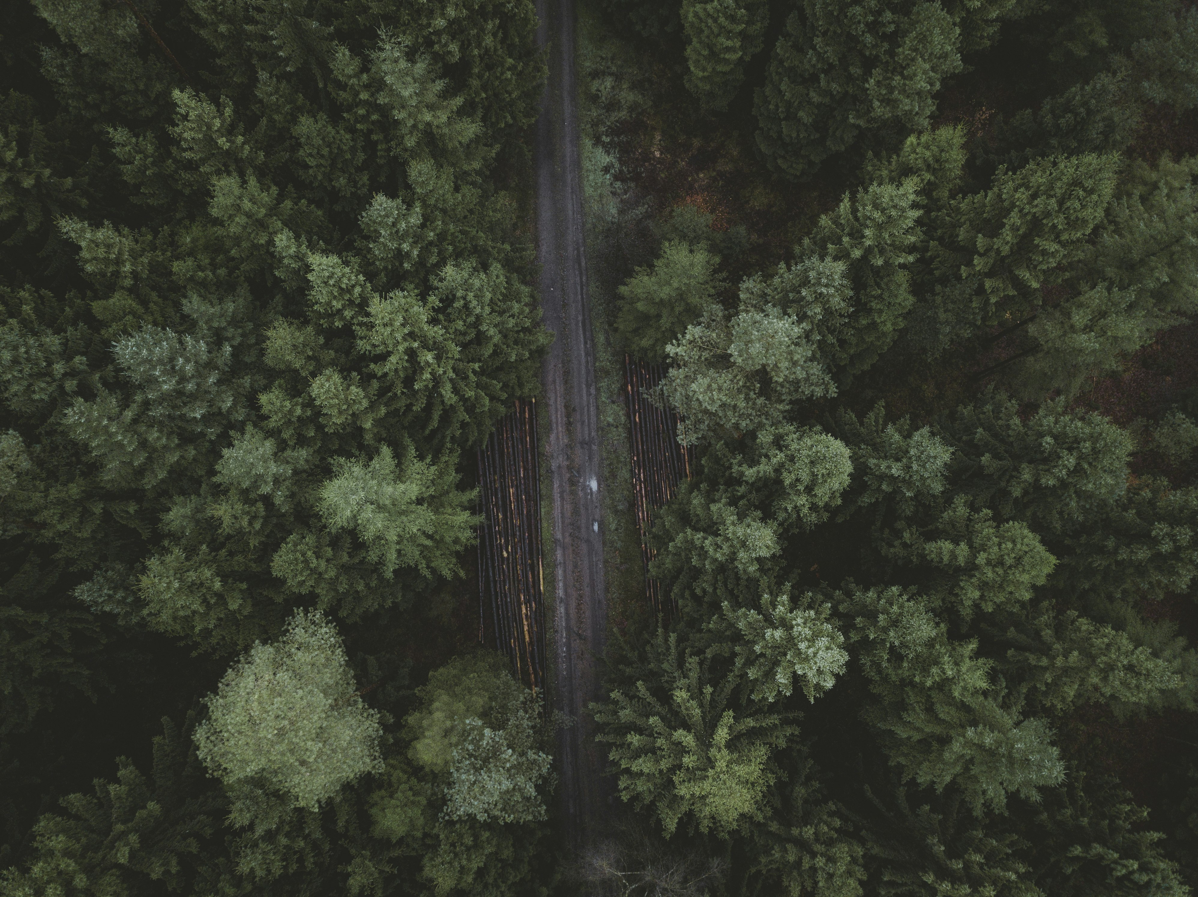 bird's-eye view photography of road surrounded with pine trees